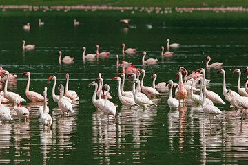 Flamingos at Lake Empakai, in the Ngorongoro Highlands, Tanzania (Photo: Tom Pfeiffer)