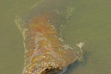 Stromatoliten wachsen auf einem Holzast im Wasser am Seeufer. (Photo: Tom Pfeiffer)