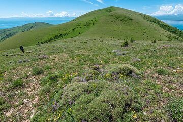 Gentle ridges are covered with grass, wildflowers and small bushes. (Photo: Tom Pfeiffer)