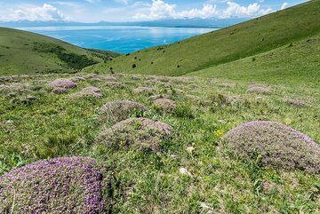 Buissons de thym en fleurs (Photo: Tom Pfeiffer)