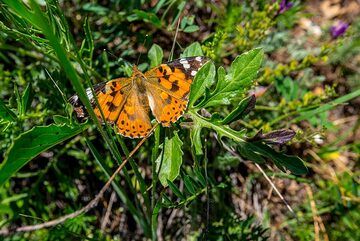 Butterfly (Photo: Tom Pfeiffer)