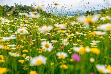 Sea of daisies (Photo: Tom Pfeiffer)