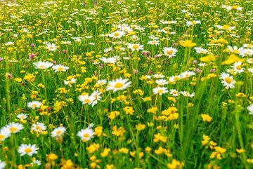 Sea of daisies (Photo: Tom Pfeiffer)