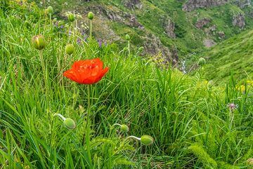 Red poppy flower (Photo: Tom Pfeiffer)
