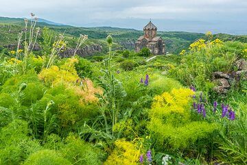 Gelbe Blüten des wilden Fenchels (Photo: Tom Pfeiffer)