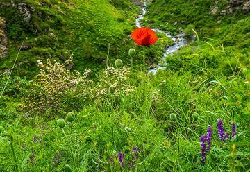 Fleur de coquelicot rouge (Photo: Tom Pfeiffer)