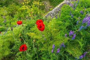 Red poppies and purple flowers (Photo: Tom Pfeiffer)