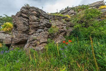 Reddish - brown lava rocks contrast with the intensely green vegetation (Photo: Tom Pfeiffer)