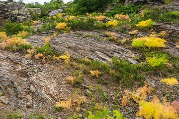 Yellow patches of plants on a rocky surface (Photo: Tom Pfeiffer)