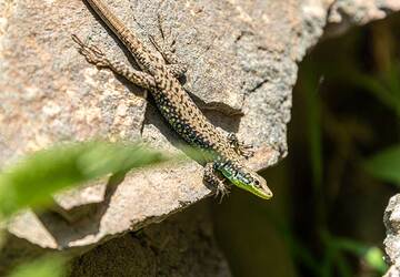 Lizard (Photo: Tom Pfeiffer)