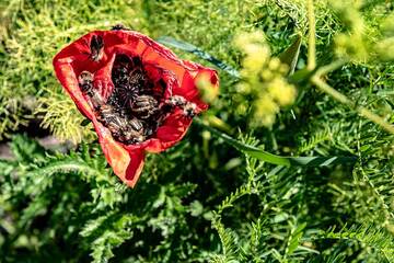 Fleur rouge visitée par de nombreuses abeilles (Photo: Tom Pfeiffer)