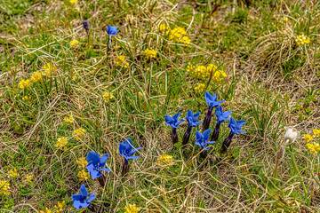 Group of blue gentia flowers (Photo: Tom Pfeiffer)