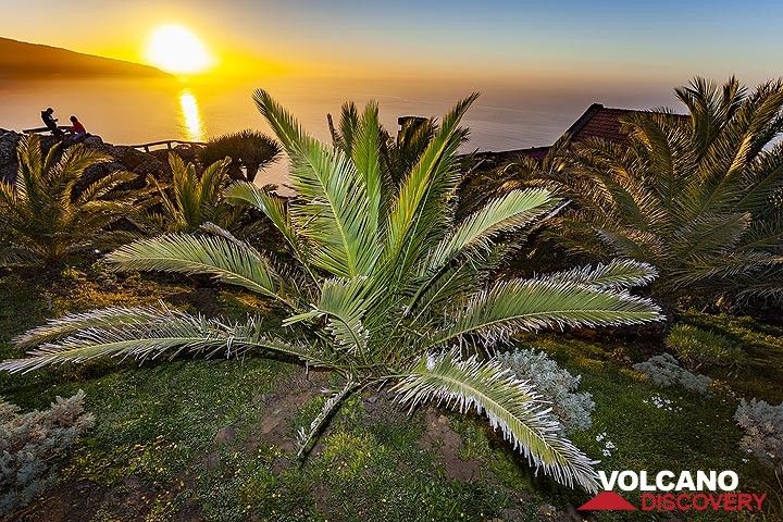 Palmenbaum am Mirrador de la Pena auf der Insel El Hierro. (Photo: Tobias Schorr)