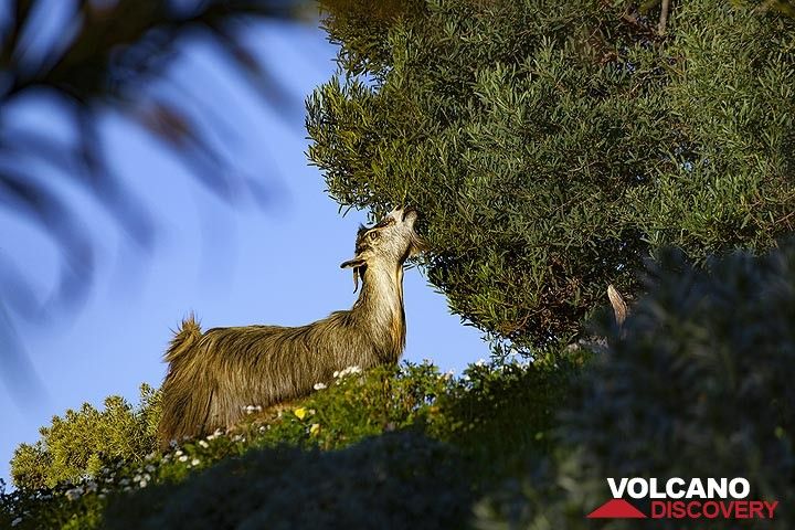 A goat on El Hierro island. (Photo: Tobias Schorr)