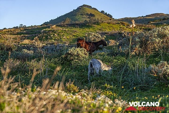 Ziegen im Gebiet des Mirrador de la Pena auf der Insel El Hierro im Frühling. (Photo: Tobias Schorr)