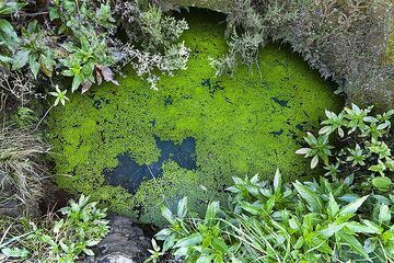 L'un des bassins de collecte d'eau d'Arbol Garoe sur l'île d'El Hierro. (Photo: Tobias Schorr)