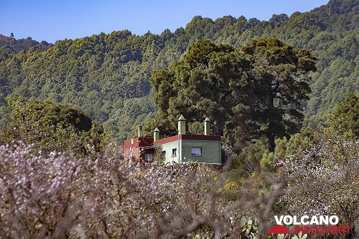 Ein Haus zwischen Mandelbäumen in El Pinar auf der Insel El Hierro. (Photo: Tobias Schorr)
