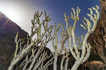 Plante endémique dans une grotte de lave à La Restinga sur l'île d'El Hierro. (Photo: Tobias Schorr)