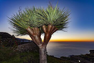 Typical Canarian tree "drake" on El Hierro. (Photo: Tobias Schorr)