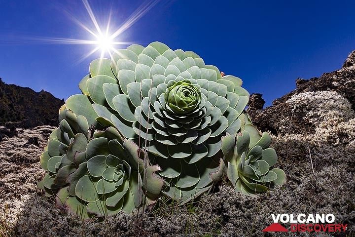 A typical water containing plant on the lava field of Tanganasoga volcano on El Hierro island. (Photo: Tobias Schorr)