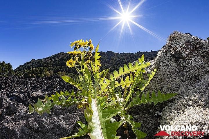 Flower on a lavafield on El Hierro island. (Photo: Tobias Schorr)