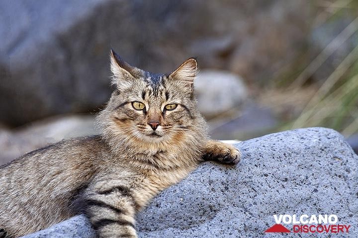 Wild cat in the caldera Tambureinte on La Palma island. (Photo: Tobias Schorr)
