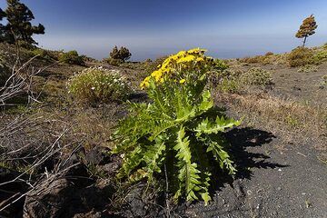 Fleur de pissenlit à Saint-Antonio sur l'île de La Palma. (Photo: Tobias Schorr)