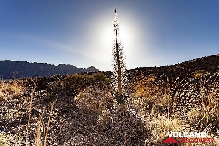 Echium wildpretii blüht in der Caldera des Vulkans Teide auf der Insel Teneriffa. (Photo: Tobias Schorr)