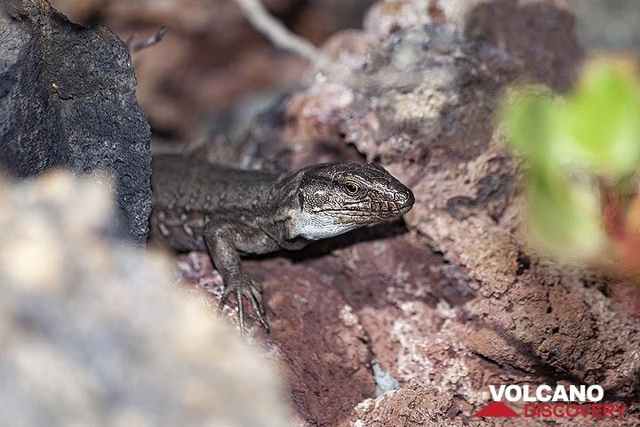 The typical lizard of La Palma island. (Photo: Tobias Schorr)