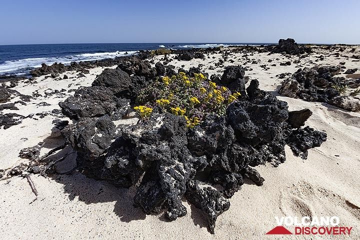 Flowers growing in a lava circle at the white beach of playas blancas de Orzola on Lanzarote island. (Photo: Tobias Schorr)