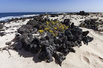 Flowers growing in a lava circle at the white beach of playas blancas de Orzola on Lanzarote island. (Photo: Tobias Schorr)