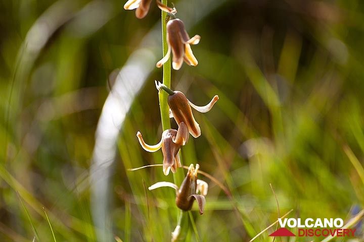 Seltene Orchidee (?) aus der Caldera Blanca auf der Insel Lanzarote. (Photo: Tobias Schorr)