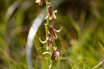 Rare orchid (?) from the caldera Blanca on Lanzarote island. (Photo: Tobias Schorr)