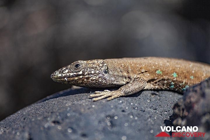 The lizard of Lanzarote. (Photo: Tobias Schorr)