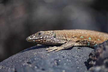 The lizard of Lanzarote. (Photo: Tobias Schorr)