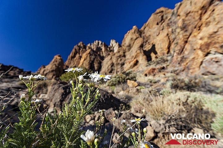 Flowers in the oldest part of Teide caldera. Tenerife island. (Photo: Tobias Schorr)