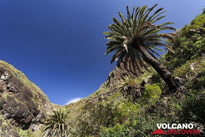 Palm trees at the Masca valley on Tenerife island. (Photo: Tobias Schorr)
