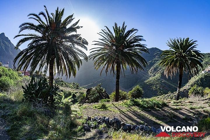 The palm trees at Masca. Tenerife island. (Photo: Tobias Schorr)