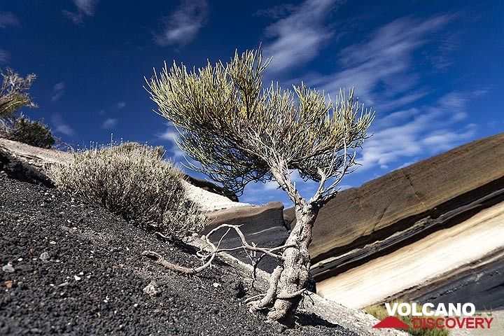Little bush at the Mirador de la Tarta ash layers. Tenerife island. (Photo: Tobias Schorr)