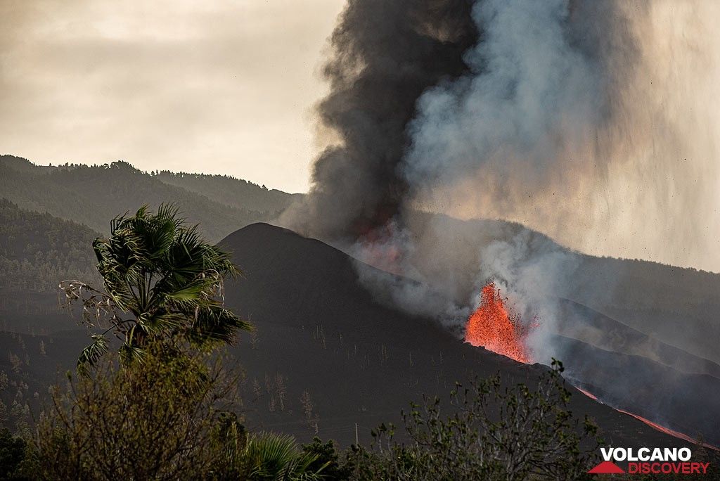 View of the eruption with a palm in the foreground. (Photo: Tom Pfeiffer)