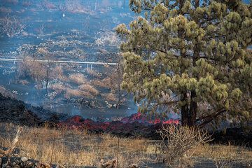 The lava flow cut another significant portion of the upper road, and passes directly under a pine tree, which is still having green needles despite the intense heat it is subject to. (Photo: Tom Pfeiffer)