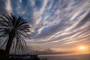 A palm against the evening sky with concentric rings of the eruption cloud. (Photo: Tom Pfeiffer)