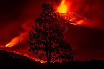 Tree silhouette against the eruption (Photo: Tom Pfeiffer)