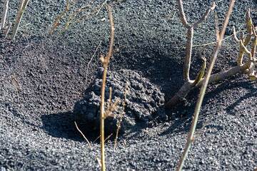 Lava bomb in its own small impact crater. (Photo: Tom Pfeiffer)