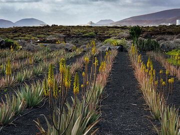 Aloe-Felder in der Nähe von Arrieta. (Photo: Tobias Schorr)