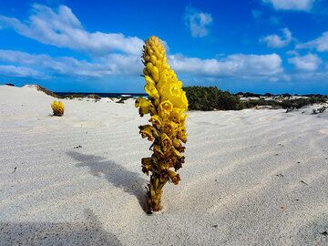 Eine seltene Pflanze (Orobranche sp.) am Strand Caleta del Mojón Blanco. (Photo: Tobias Schorr)