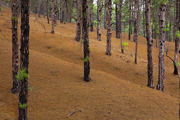 The large pine forest. (Photo: Tom Pfeiffer)
