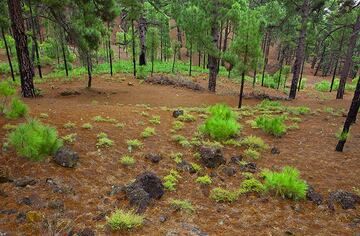 Young pine tree babies starting to grow. (Photo: Tom Pfeiffer)
