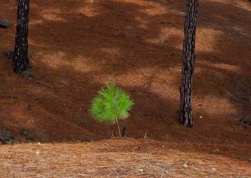 Baby pine hoping to grow (Photo: Tom Pfeiffer)