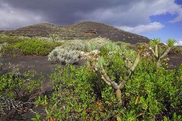 Paysage de la zone du rift sud, île d'El Hierro (Îles Canaries) (Photo: Tom Pfeiffer)